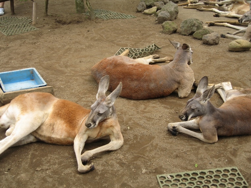 鹿の写真