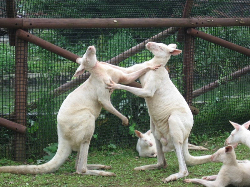 カンガルーの写真